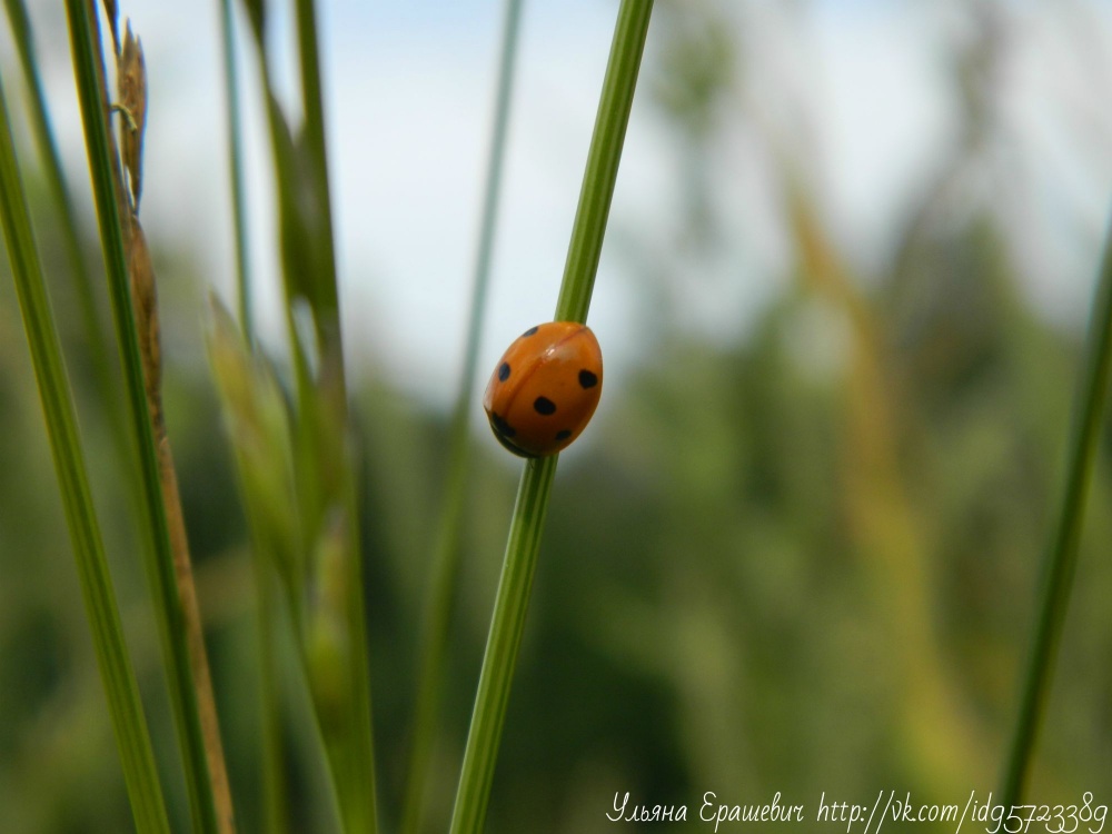 ladybug