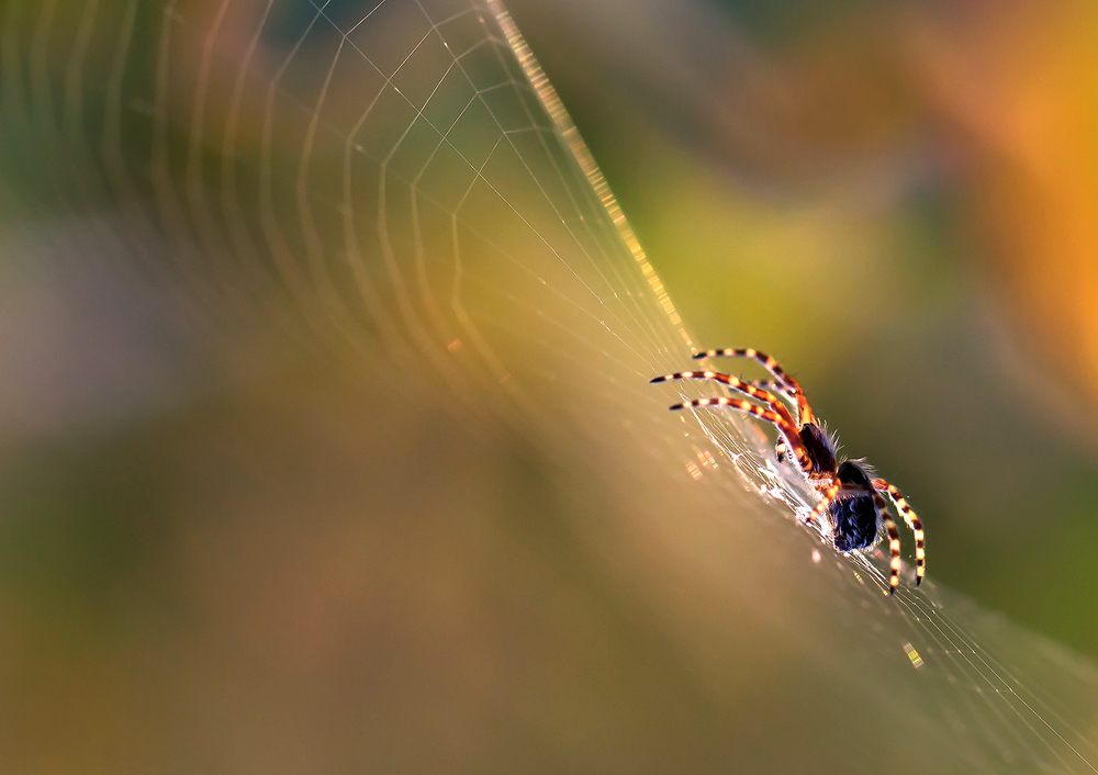 Platzierung Netzwerk