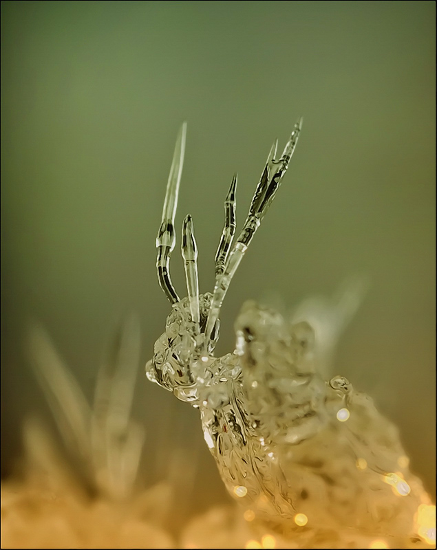 Dzhunglivye AntiTorosy ...