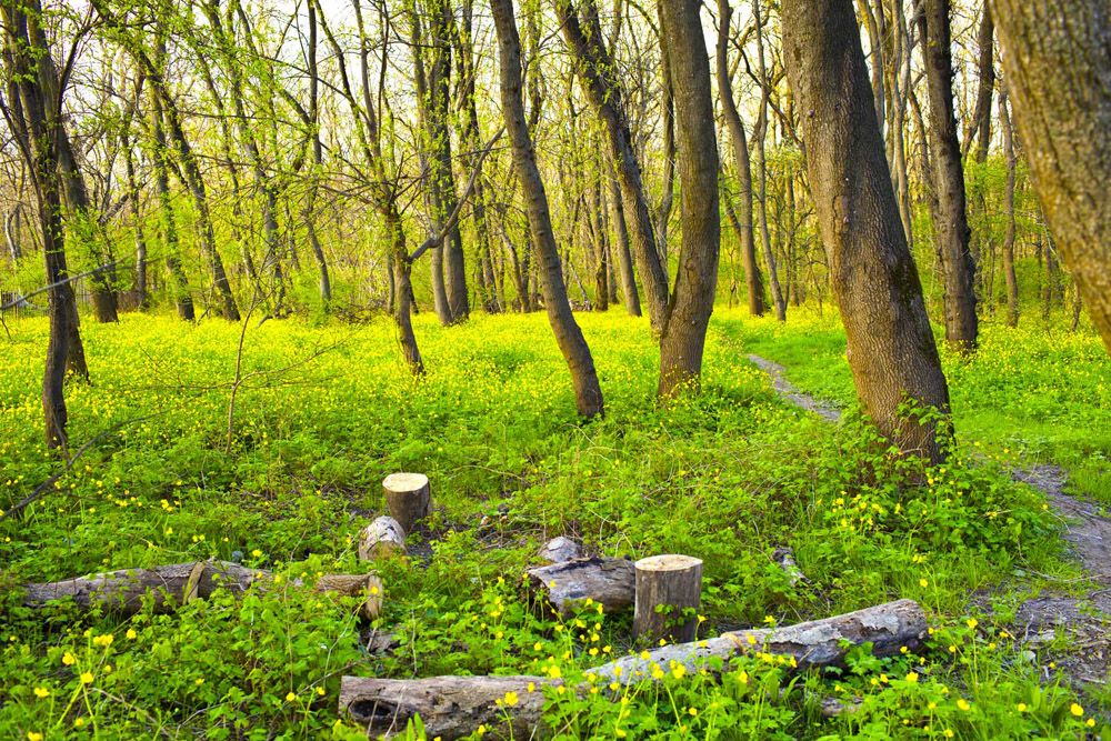 Spring Grove Tsemess