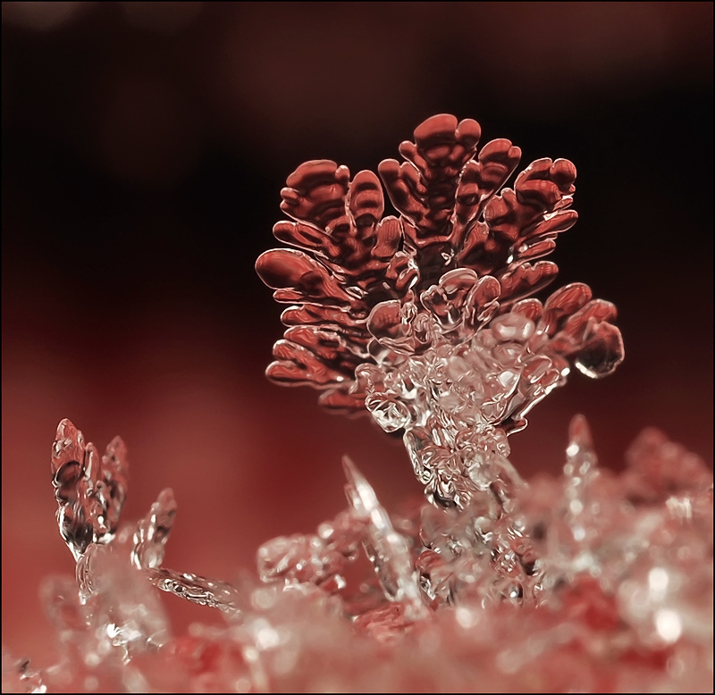 Aloe Konfrontation ...