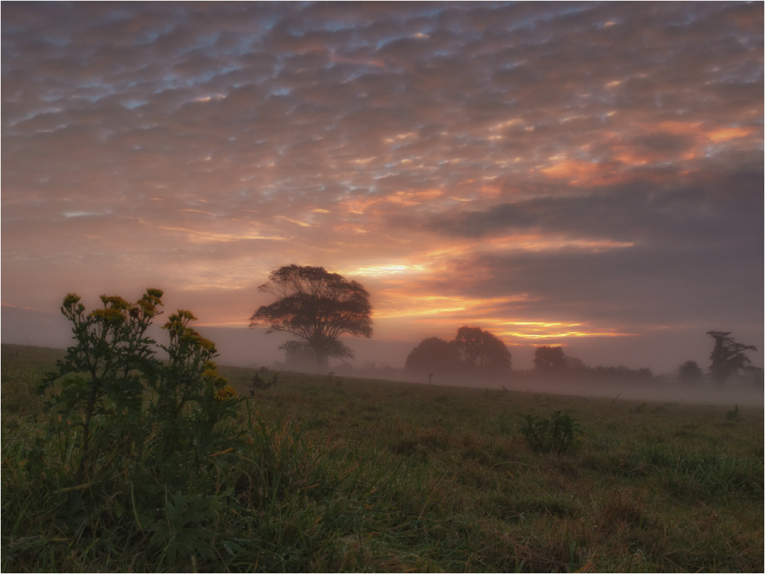 Misty Morgengrauen ......