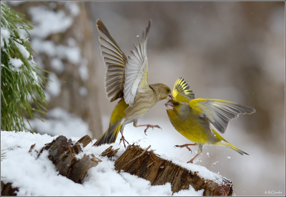 Tanzen mit einem Kuss