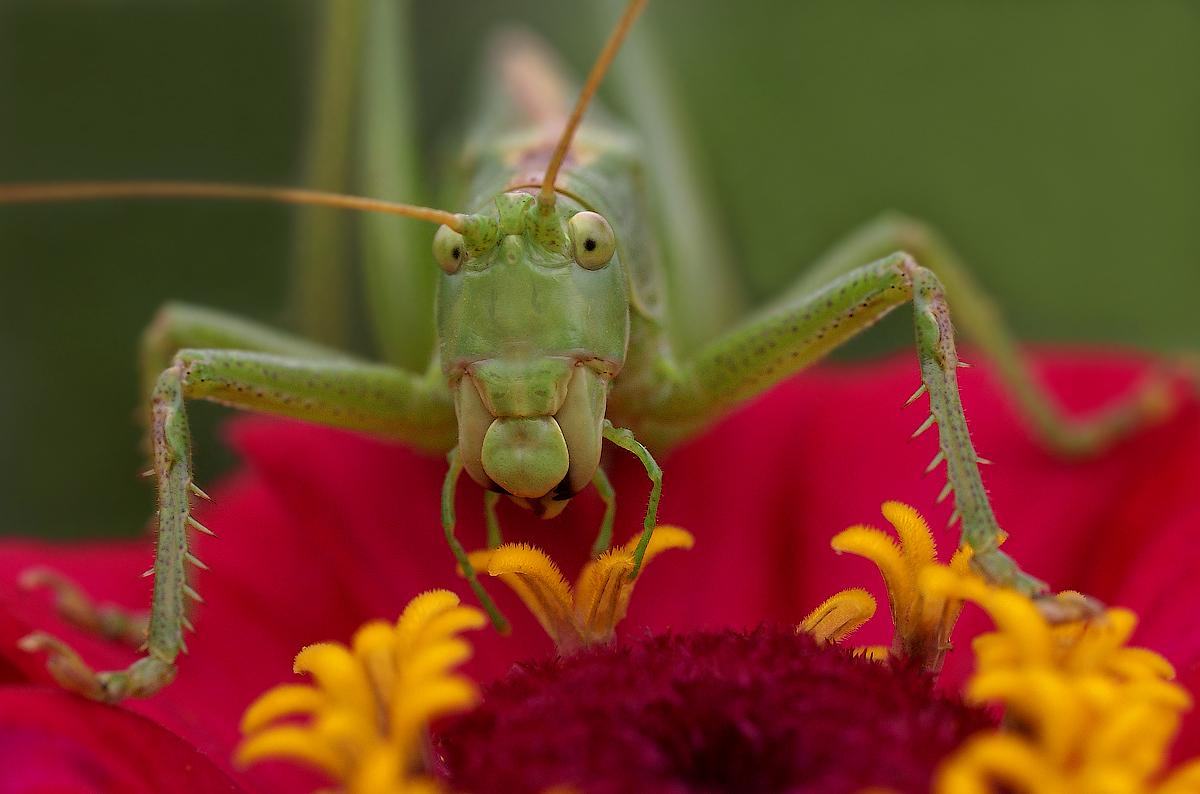 "Und wir Brötchen herumtollen! ..."