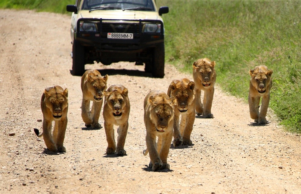 Photohunt in Tansania.