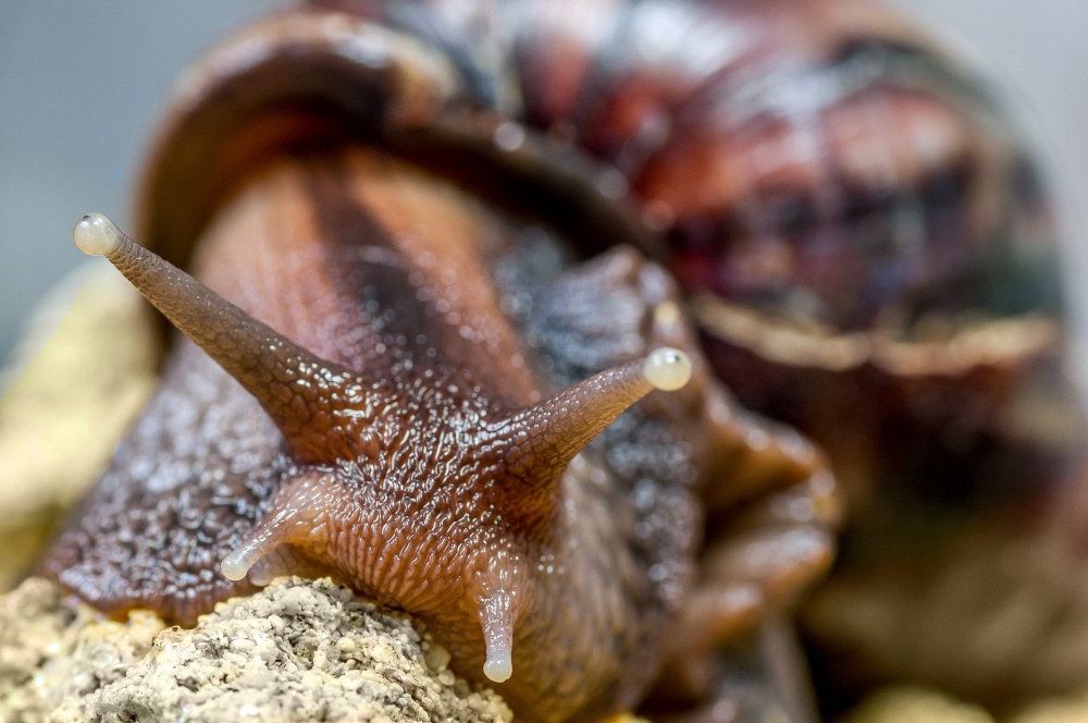 Schnecke