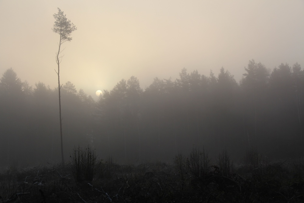 Nur den Wölfen nicht jammerte.