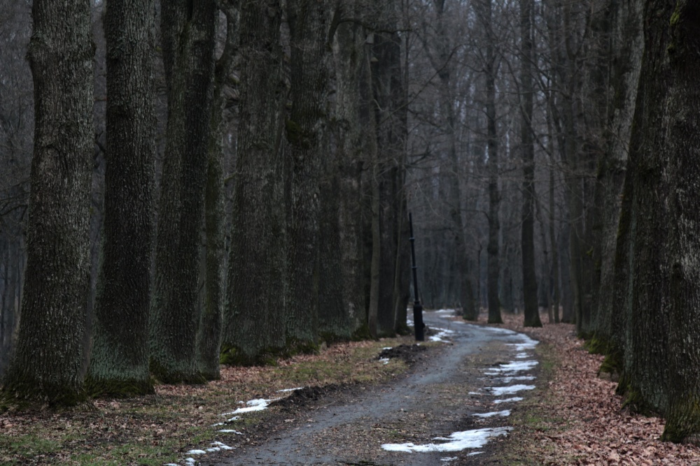 Im Zuge der Familie Radziwill ...