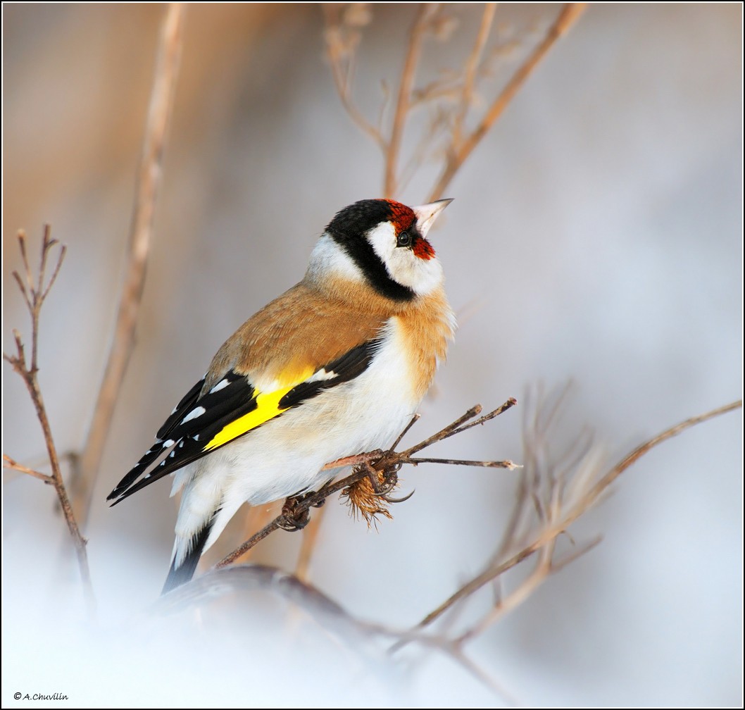 Mit Träumen des Frühlings