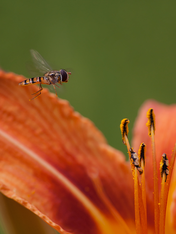 "Pflanzen auf zu kommen! ..."