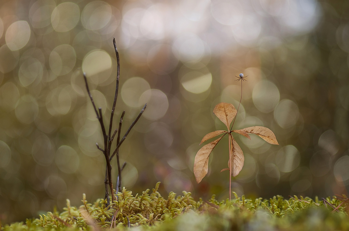 Die Schöne und das Tier