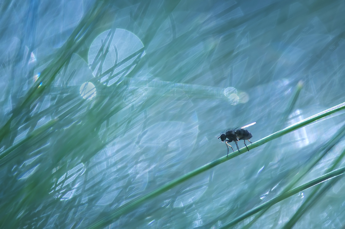 Türkis Welt eine kleine Fliege