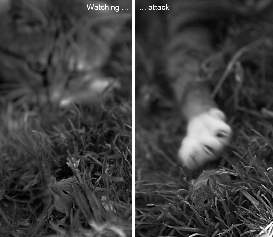 Niedlich und flauschig.