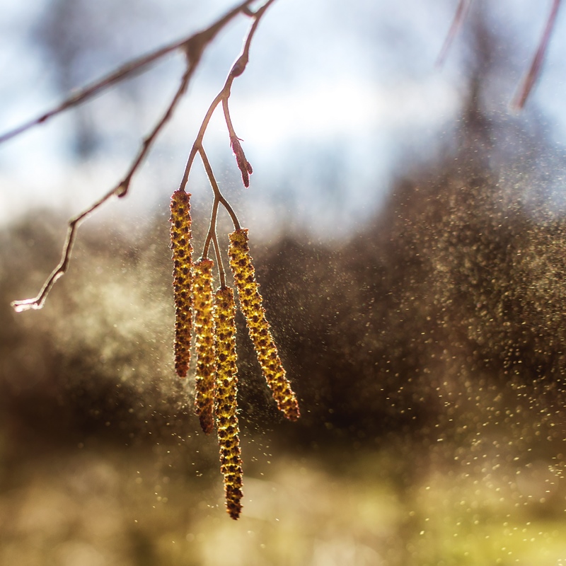 Goldene Glocken des Frühlings