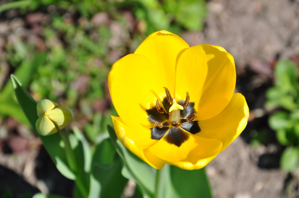 Frühling in Vladimir