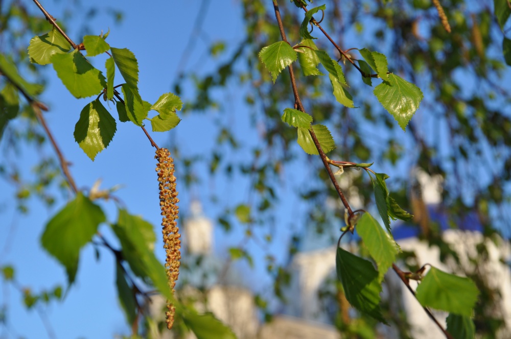 Kaschin kafederalny Auferstehungskathedrale auf der anderen Seite