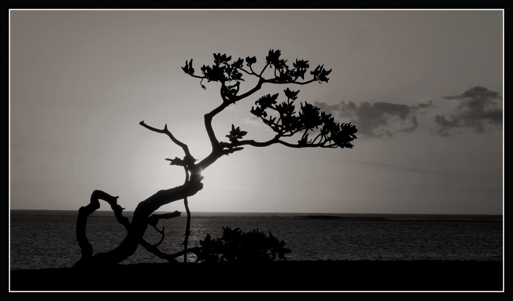 Über einem Baum mit einem komplexen Schicksal