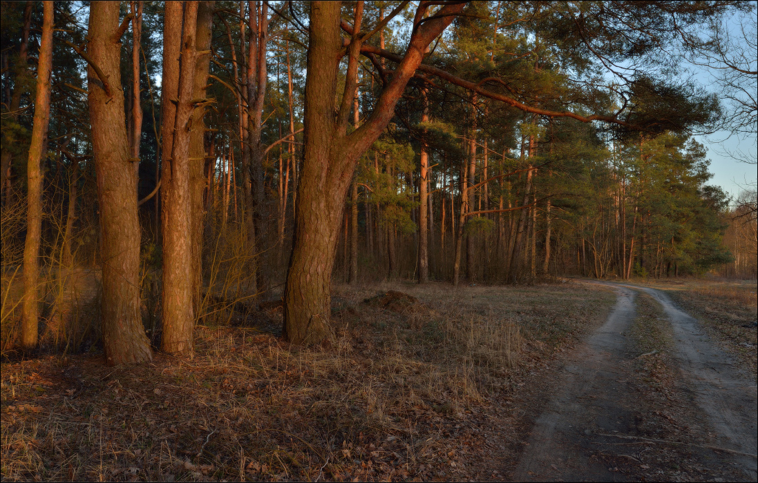 Frühlingsabend in den Wäldern.
