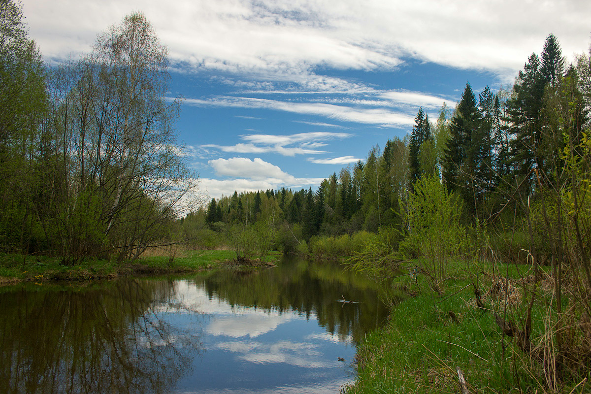 Auf den zarten Grün des Waldes wieder versucht