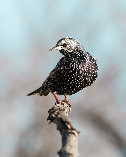 Starling flog