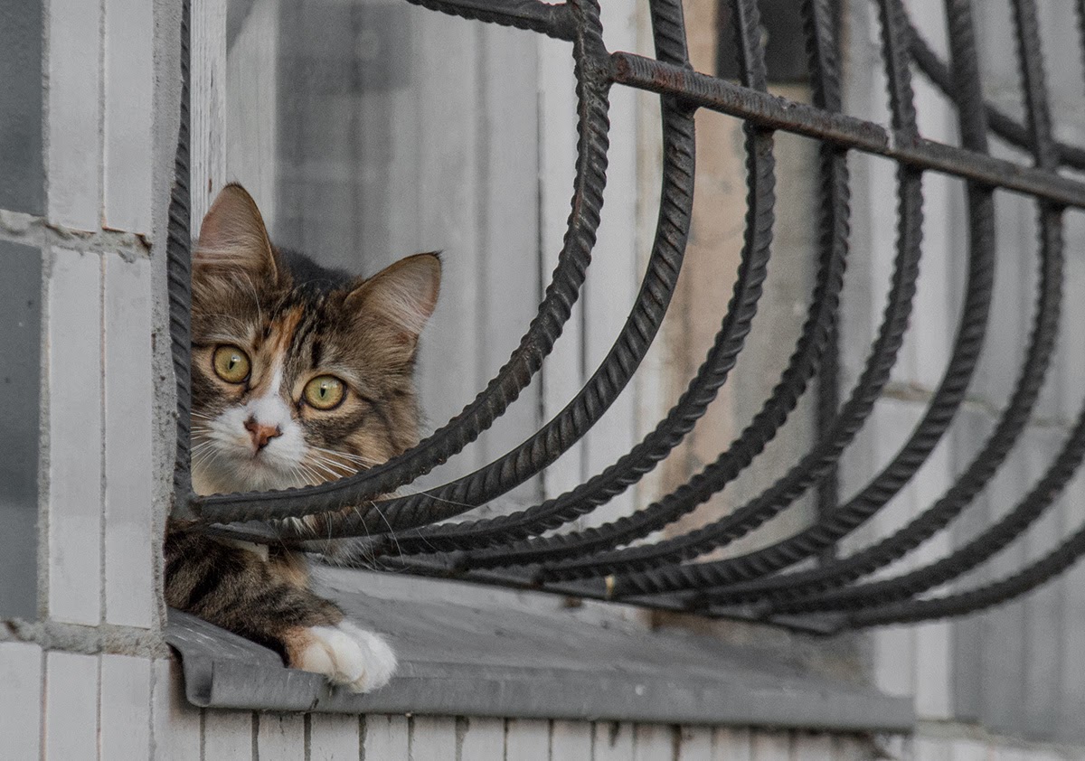 Ich werde mich in deinen Augen sein