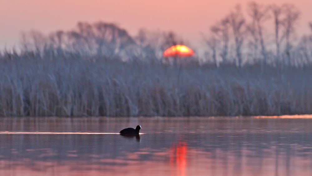 Foto des Tages vihidnogo