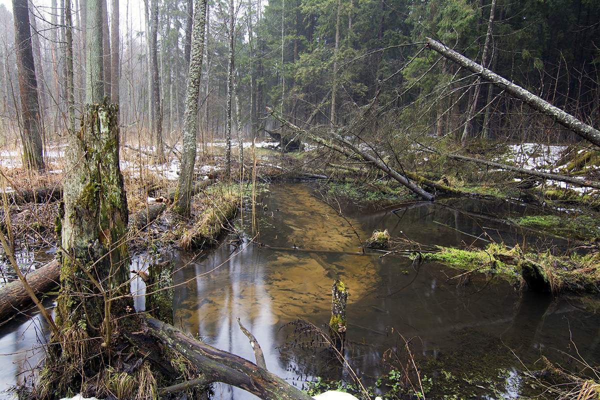 In einem dichten Wald