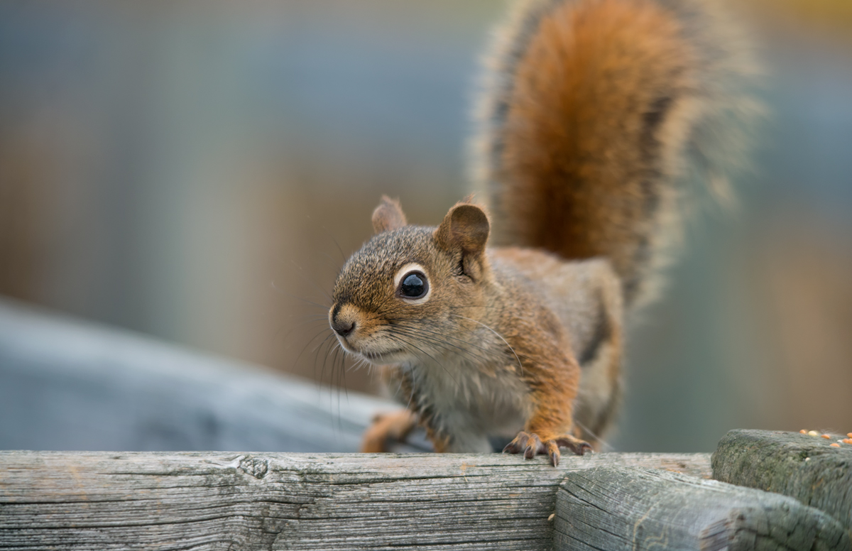 American red squirrel