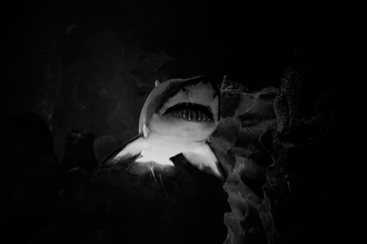 Carpe diem. Memento mori.