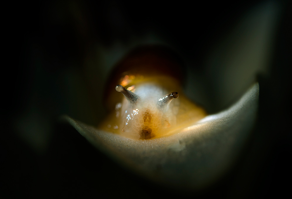 Porträt von Schnecken