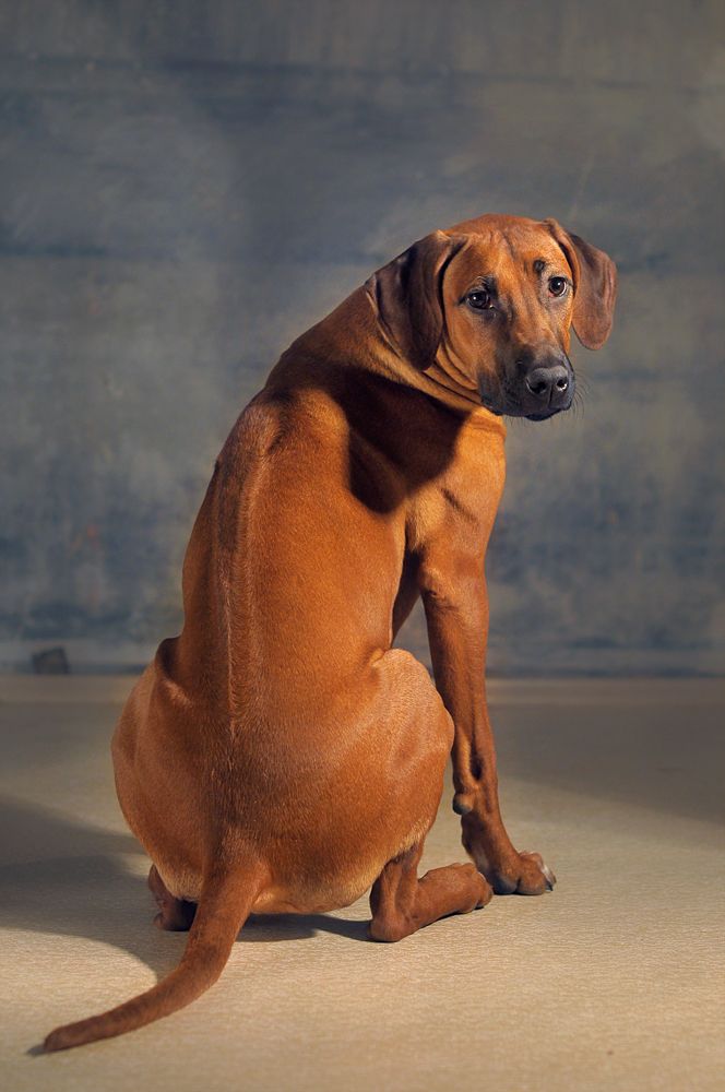Rhodesian Ridgeback
