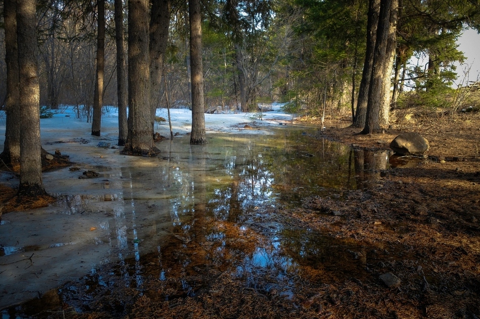 Im Wald, Frühling ...