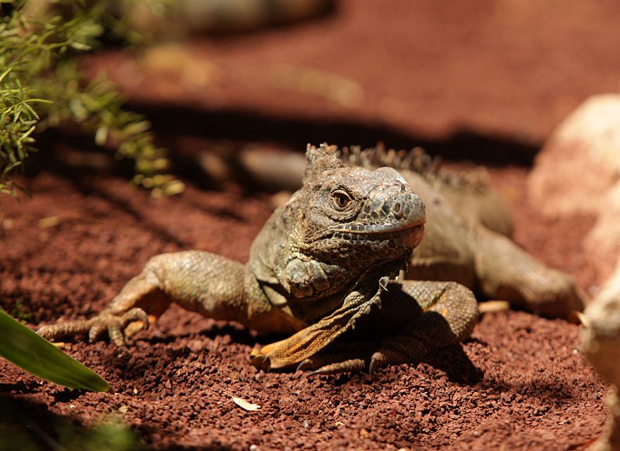 Leguan