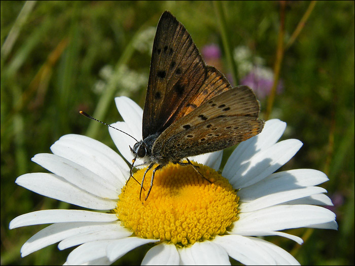 Schmetterling