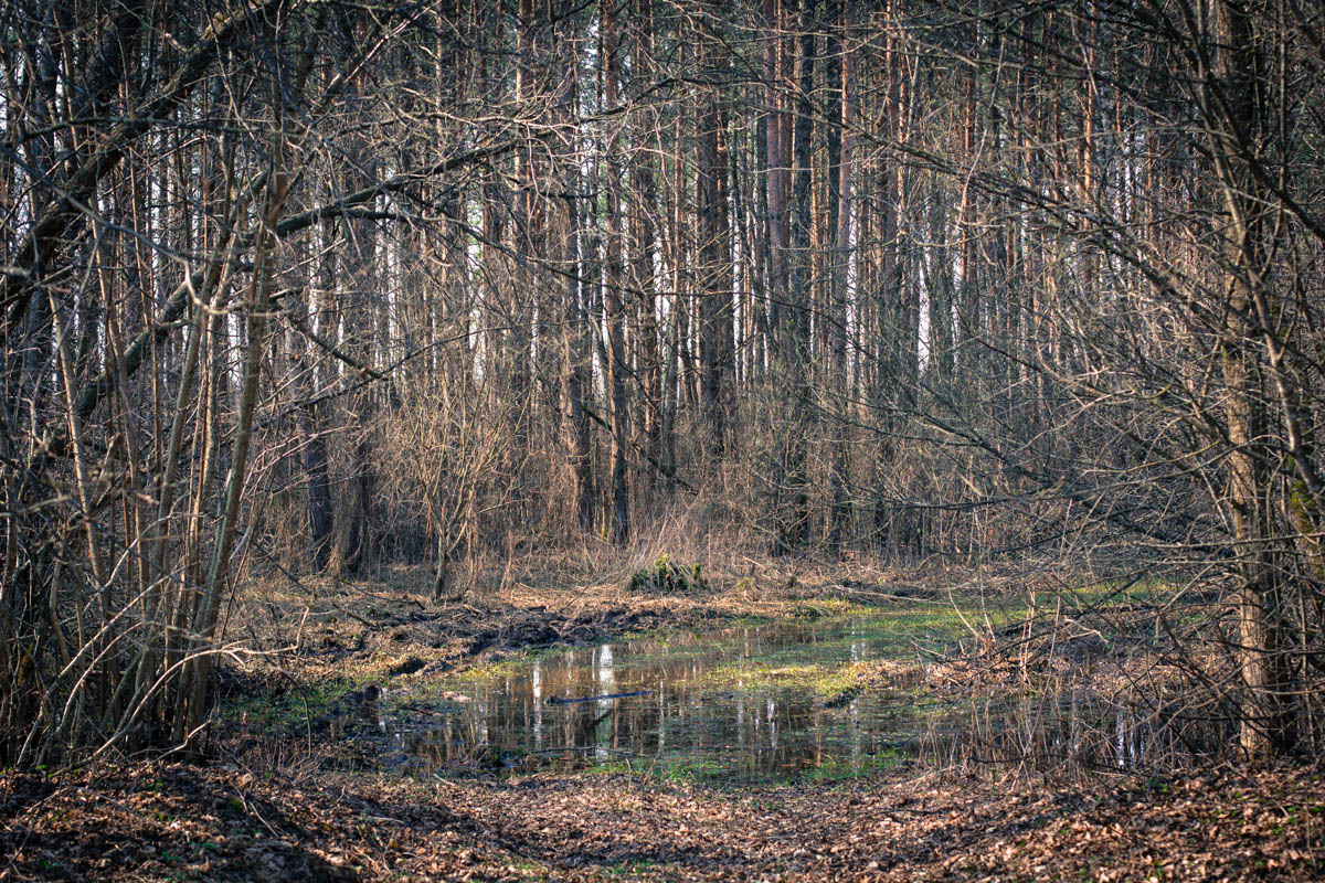 Frühling Naliboki Wald