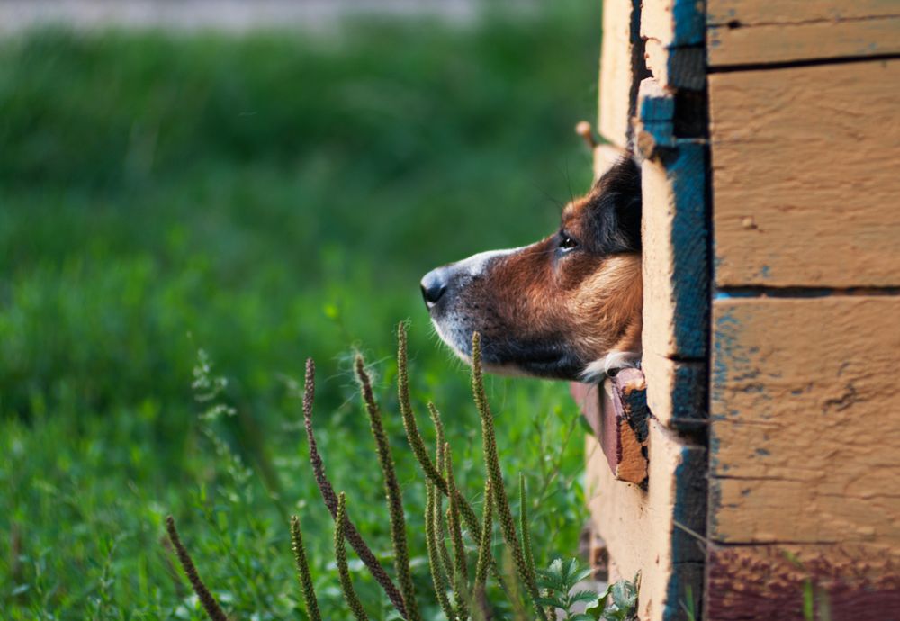 Lebensphilosophie Hundes