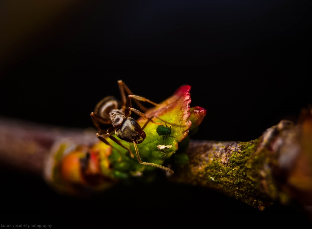 Mittagessen Ameise