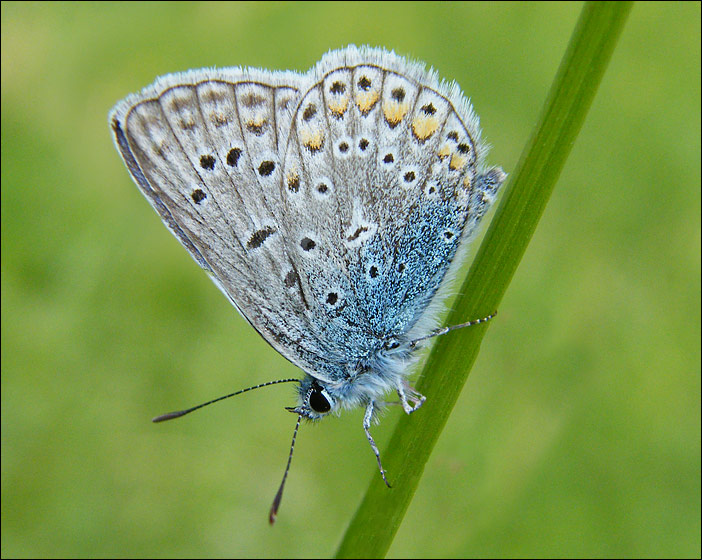 Schmetterling-Kupfer-Schmetterling