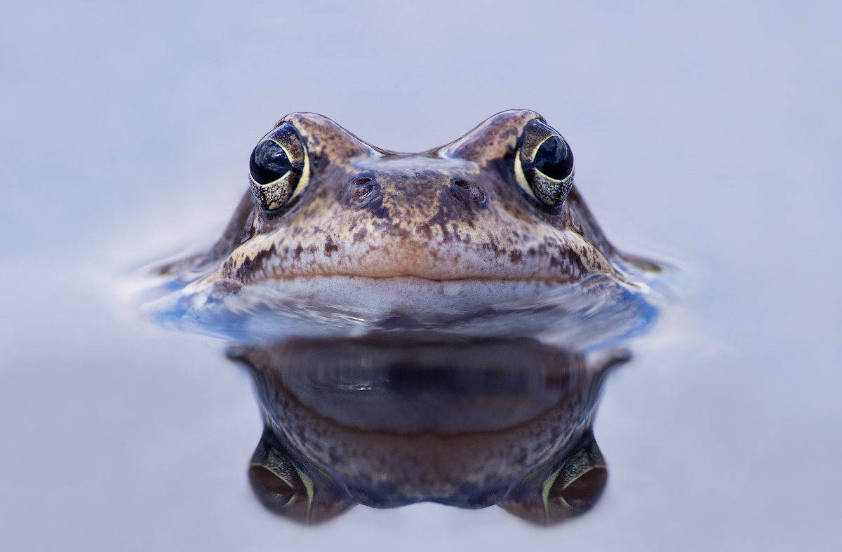 Und in den Augen des Himmels ...