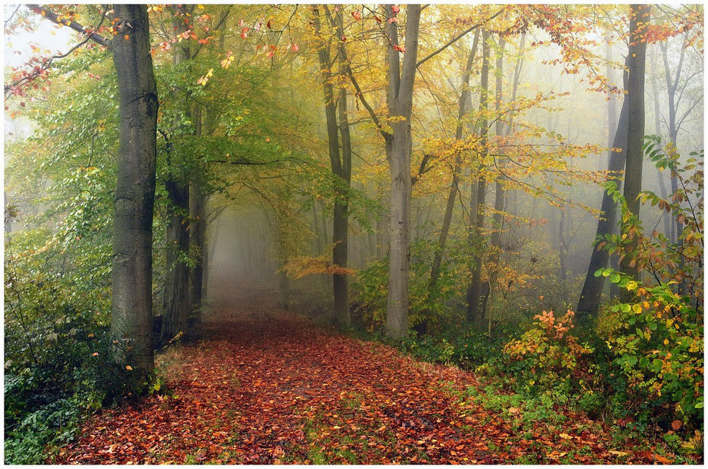 colors of the forest.