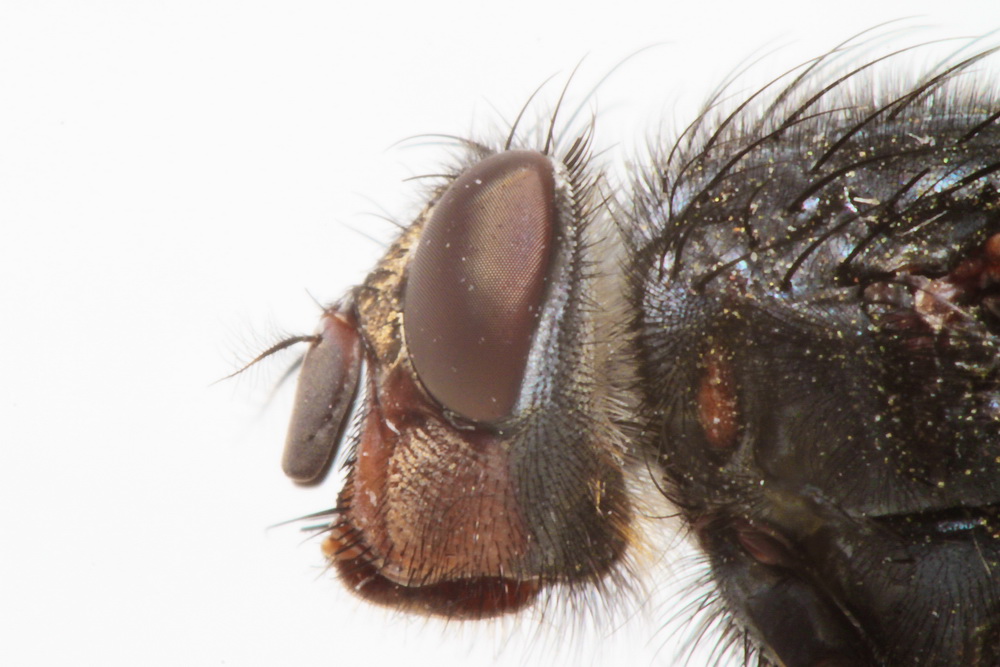 Fliegen Sie zu meinem Profil