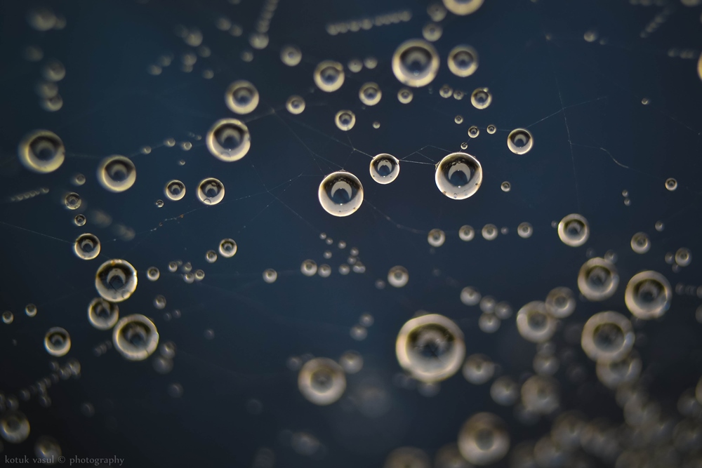 Tau auf einem Spinnennetz