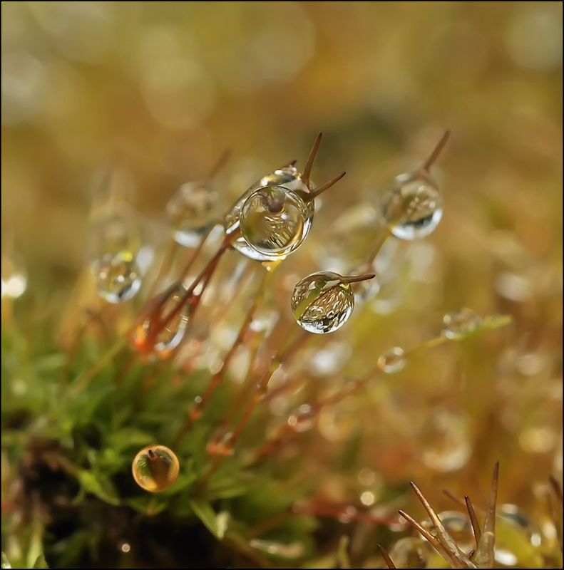 Die drei Augen Süßigkeiten ...