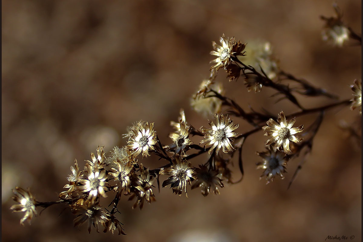 Waiting for the spring