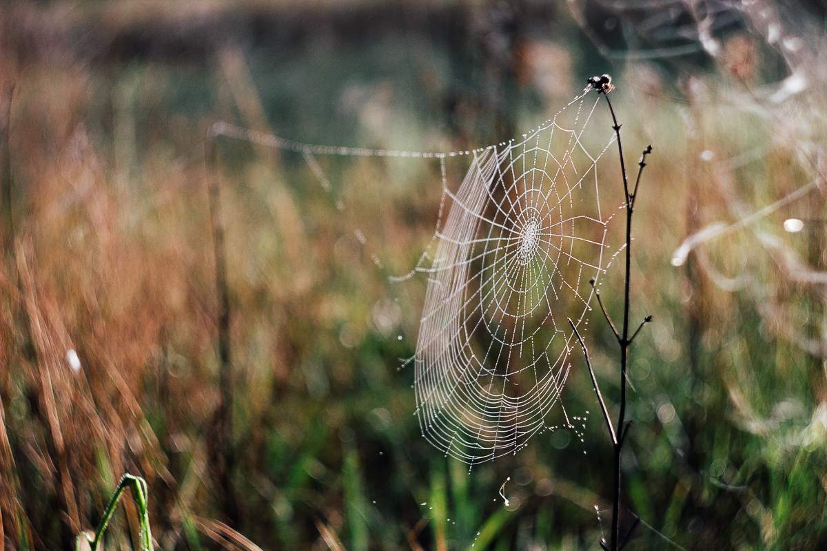 spider's web