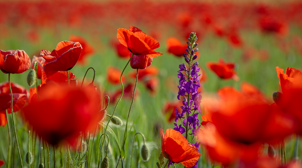 Frühling auf der Krim