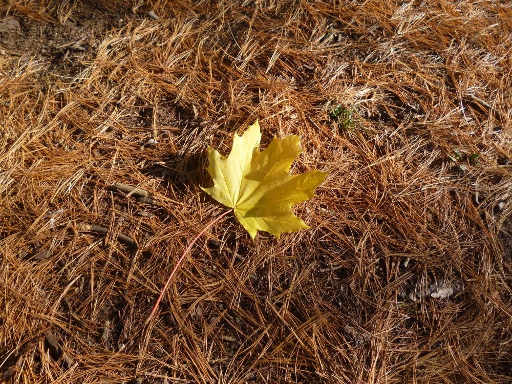 allein, ganz allein ...