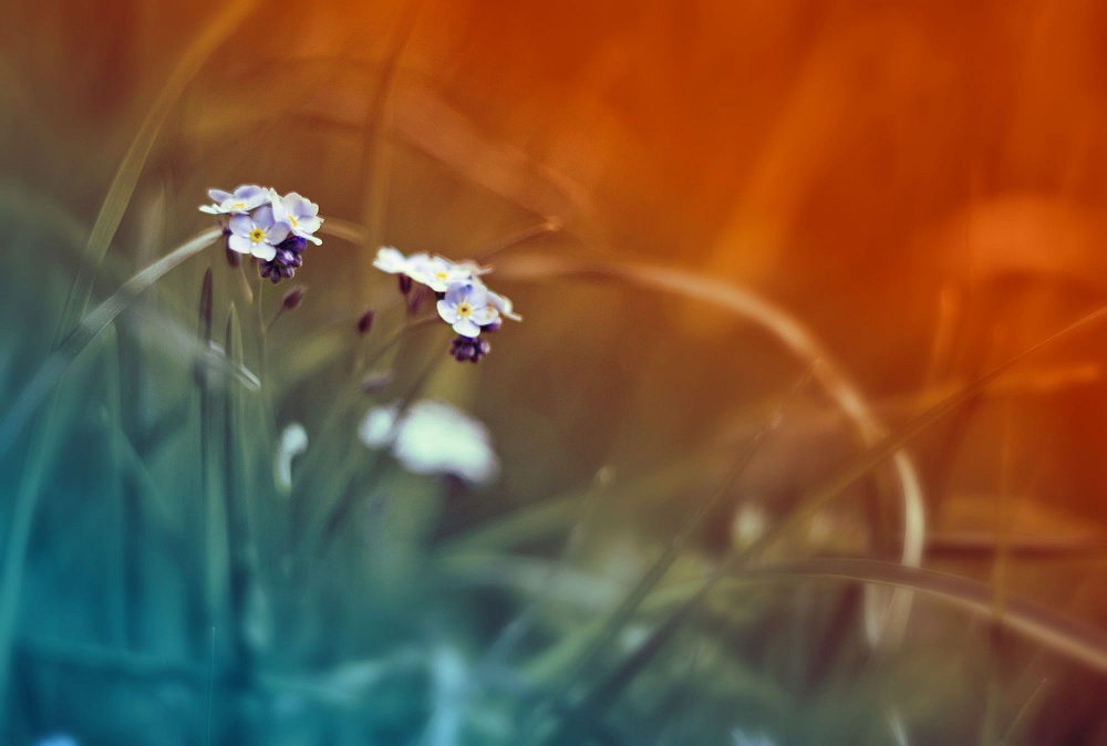 nezabud mich bei Sonnenuntergang