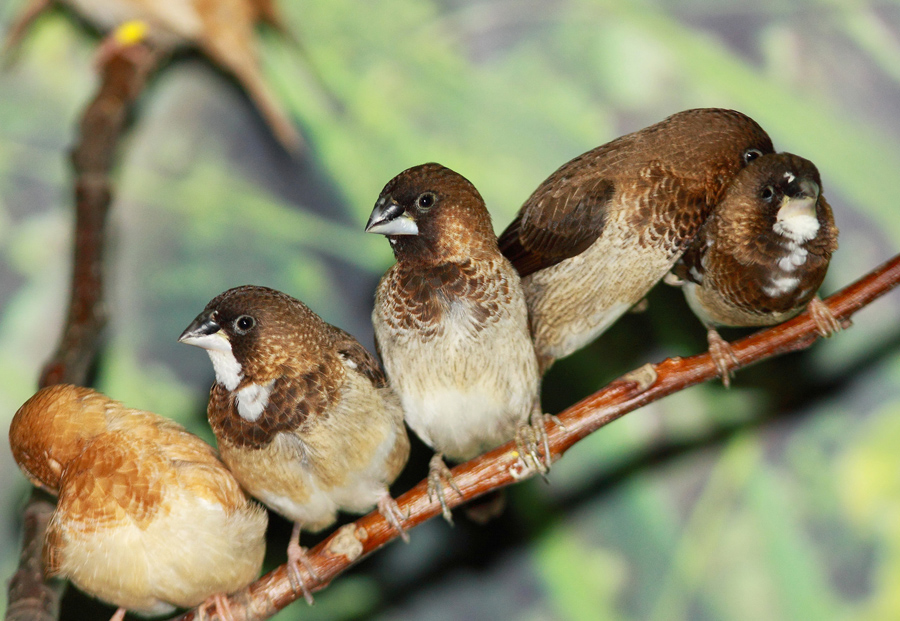 Aus dem Leben der Vögel