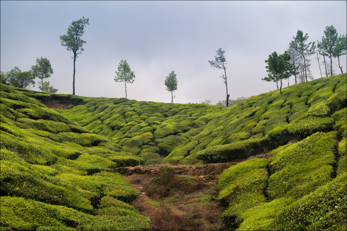 Munnar Nachbarschaft